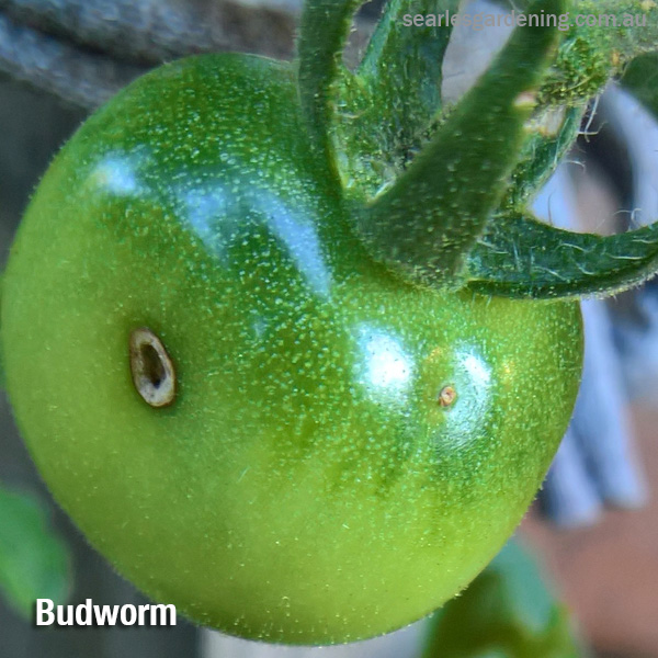 Tomato pest and diseases solutions Budworm