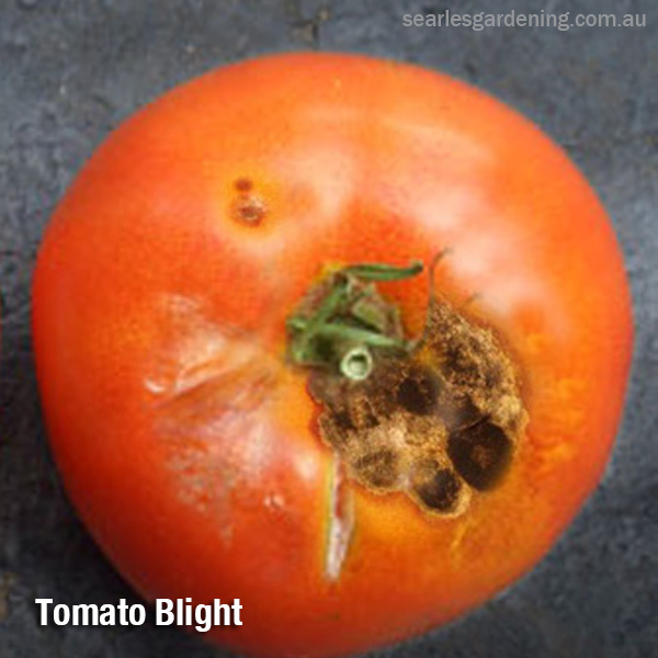 Tomato pest and diseases solutions Tomato Blight