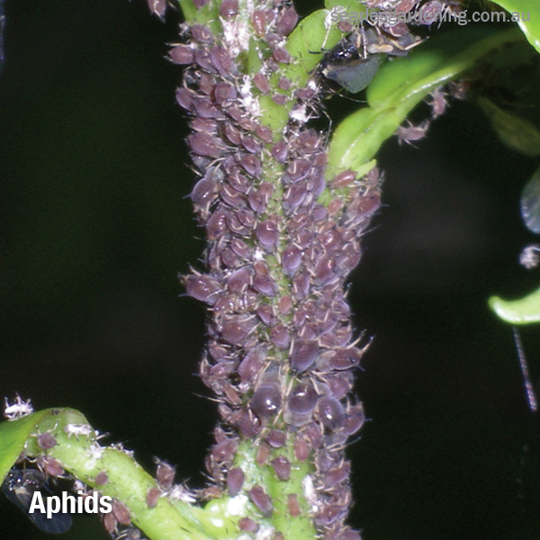 Tomato pest and diseases solutions aphids