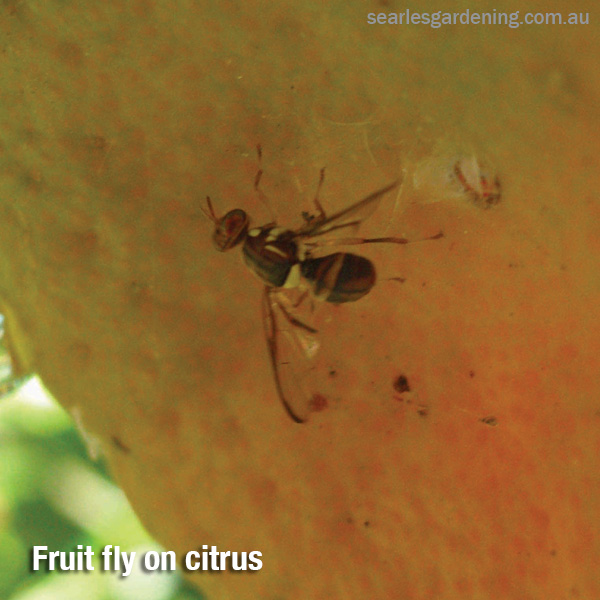 Tomato pest and diseases solutions fruit fly