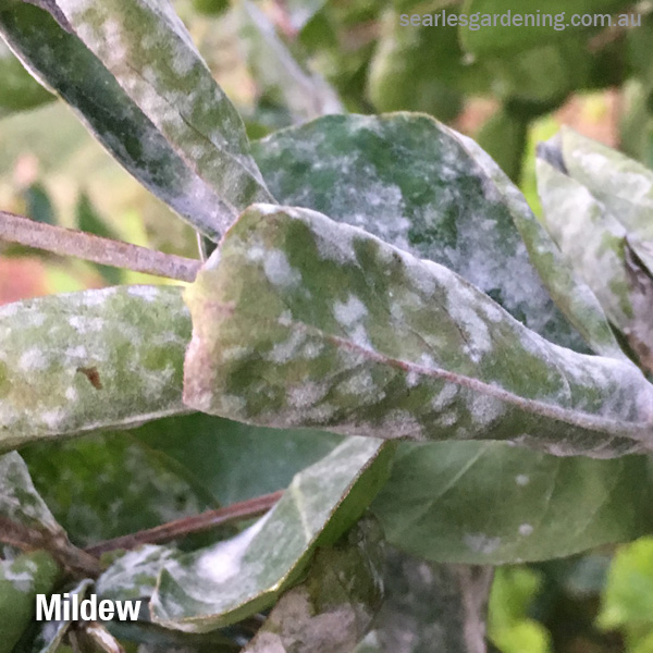 Tomato pest and diseases solutions mildew