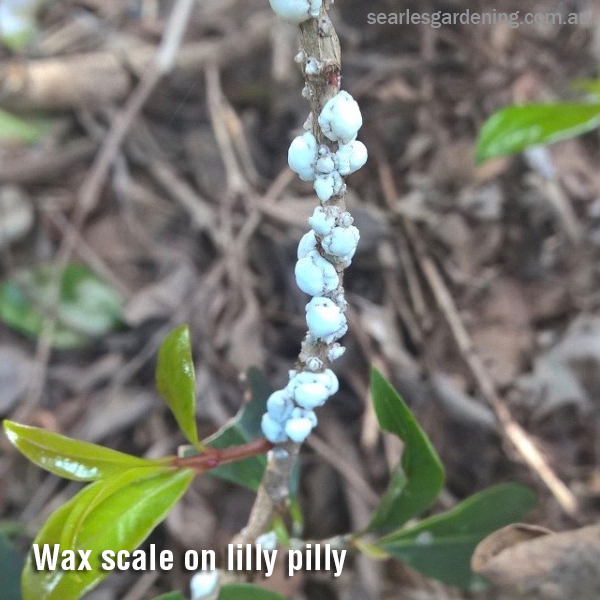 Wax scale on lilly pilly Australian Natives pest and diseases solutions