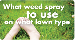 What lawn weed spray to use on my lawn type - lawn care