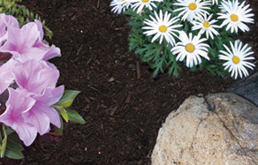 Why mulch a garden - mulching tips