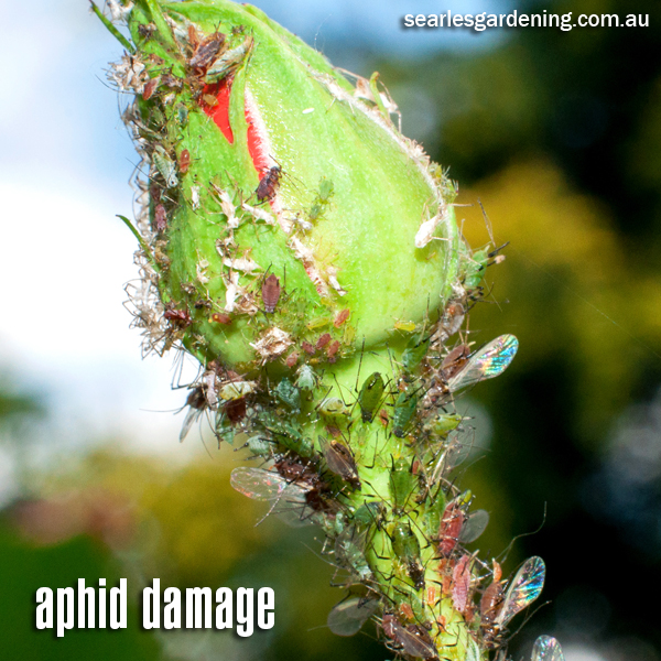 Aphid damage on rose plant