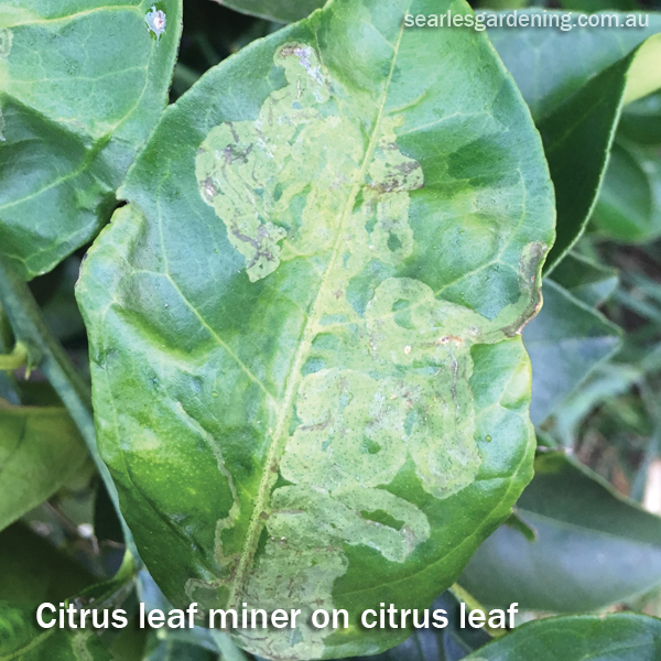 citrus leaf miner on citrus leaf Australia