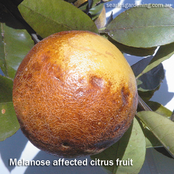 melanose affected citrus fruit Australia