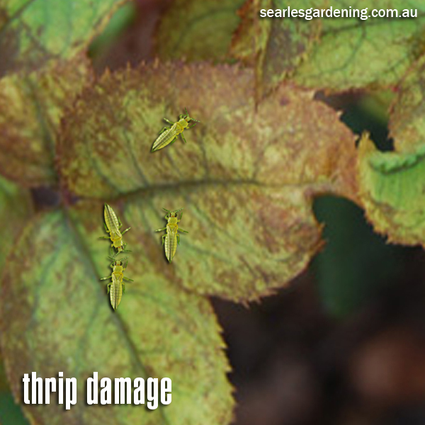 Thrip damage on rose plant