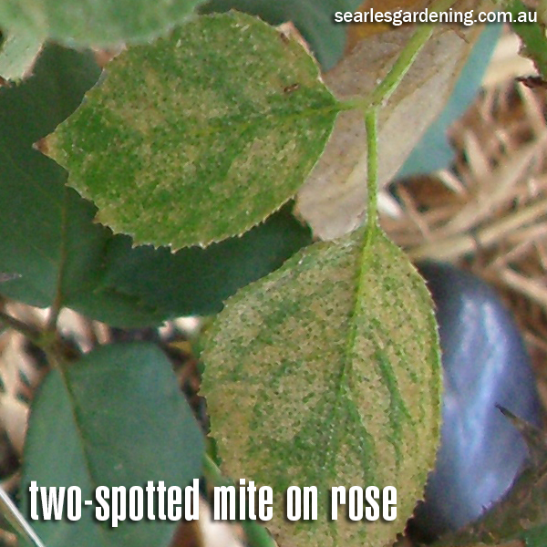 Two-spotted Mite damage on rose plant