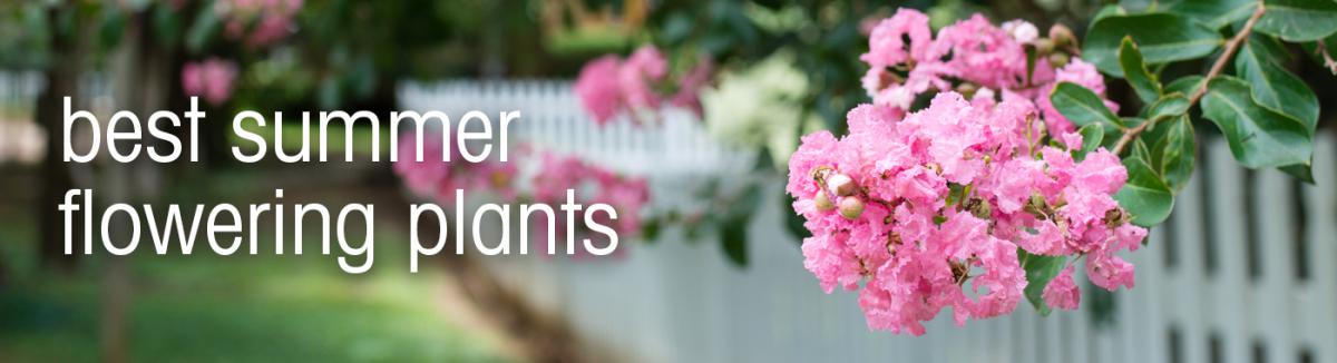 10 best summer flowering plants in Australia - summer garden colour