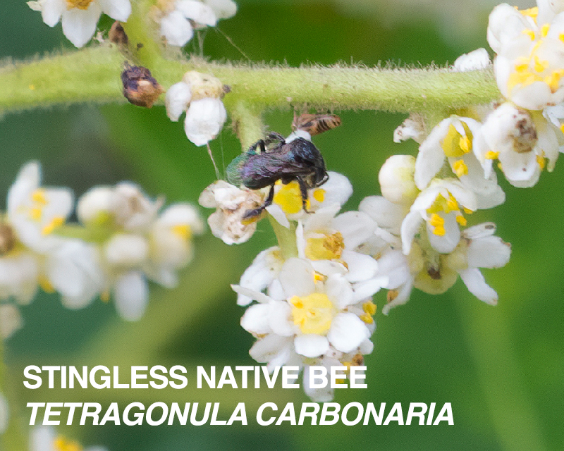 Australian stingless native bee - Tetragonula carbonaria