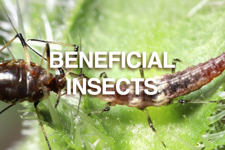 Beneficial Insects - Predatory Insects for Australian Gardens