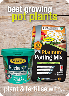 Searles Garden Products - Soil mix fertiliser plant food for pot plant care and maintainence Searles Garden Products - Soil mix fertiliser plant food for pot plant care and maintainence