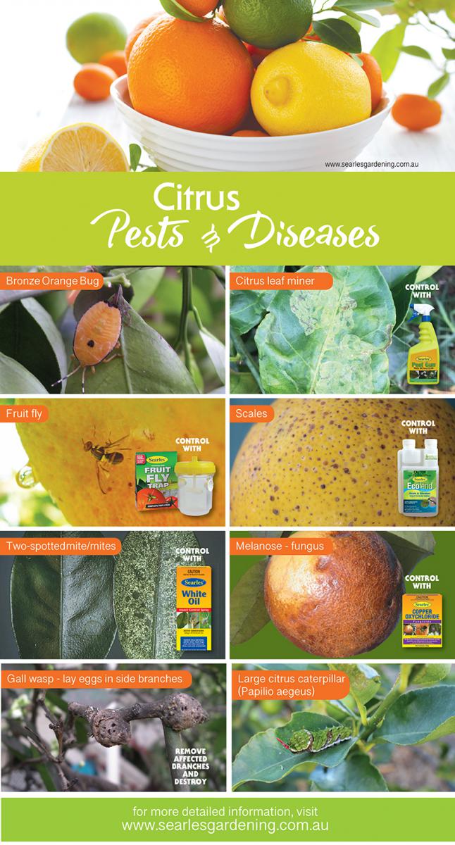 Citrus pests and diseases problem solutions #gardening #indoor #diy #homedecor #australia #searlesgardeningproducts