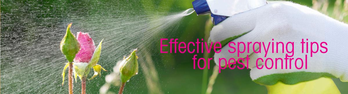 Effective spraying tips for pest control