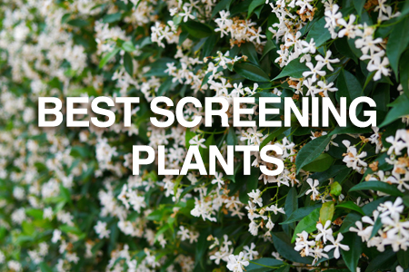 Best plants for privacy & screening plants