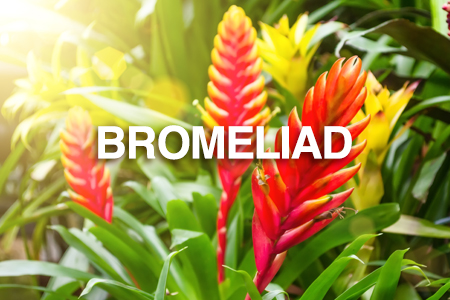 Bromeliad growing and planting