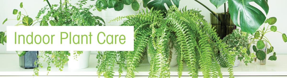 Garden - How to care for - Indoor plant care fertilising watering