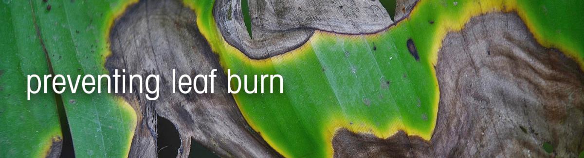 Garden - How to care for - Indoor plant care leaf burn