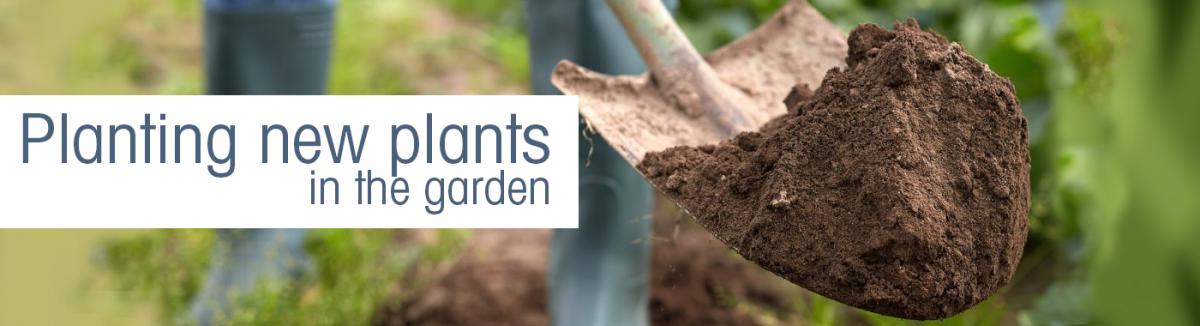 Garden - How to plant new plants in the garden