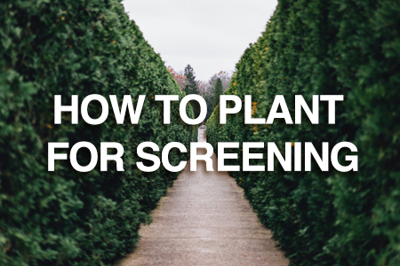How to plant for screening