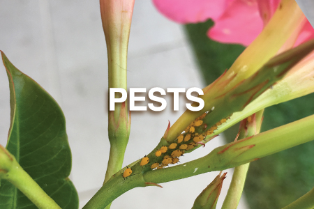 Plant garden diseases