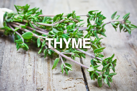 Growing and planting thyme herb