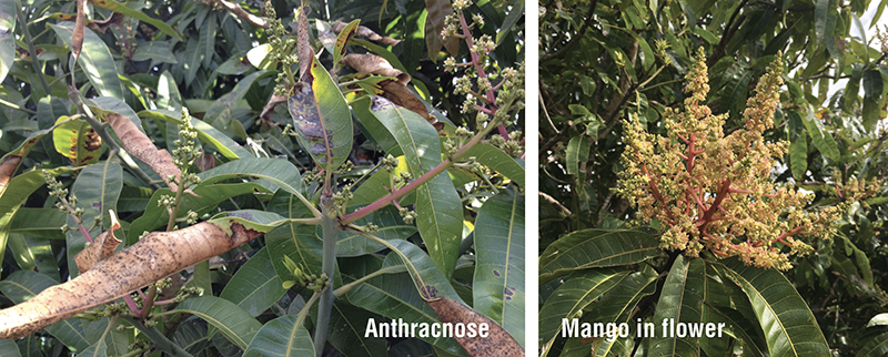 Mango Flowers and Anthracnose on mangoes