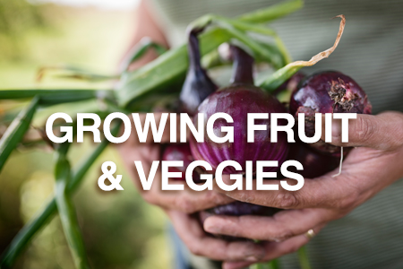 Growing fruit and vegetables