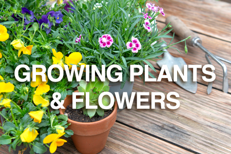 Growing plants and flowers