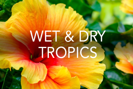 Grow Now - Wet & Dry Tropical region