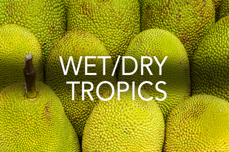 Grow Now - Wet & Dry Tropical region