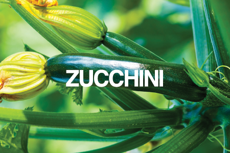 Planting and growing zucchini
