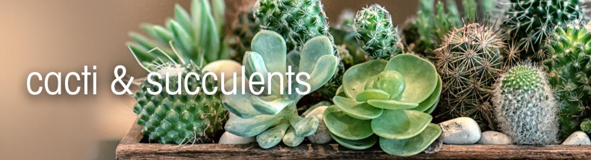 Garden - How to Grow - Growing and caring for cacti and succulents