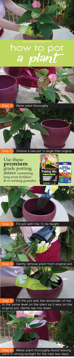How to pot a plant - potting up tips - premium potting mix
