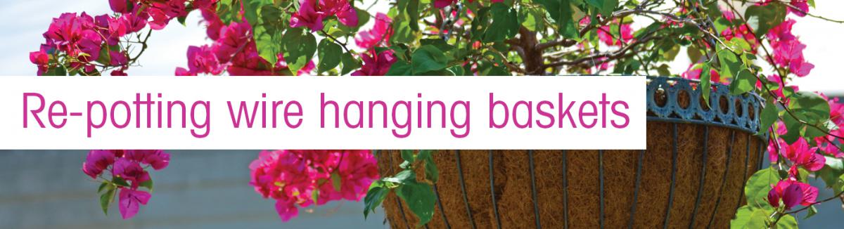 How to re-pot wire hanging baskets in Australia