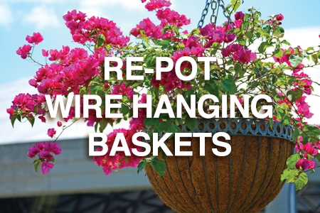 How to re-pot wire hanging baskets