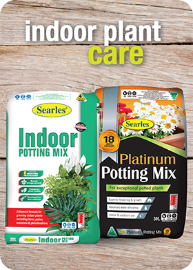 Indoor plant care products - Indoor plant potting mix and fertiliser