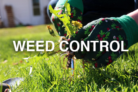 Lawn weed control solutions