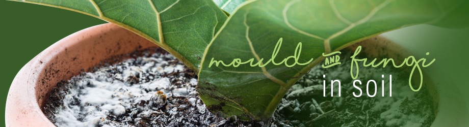 Mould & Fungi in garden and pot plant soil
