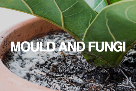 Mould & Fungi in potting mix and garden soils