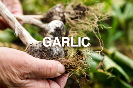 Planting and growing garlic