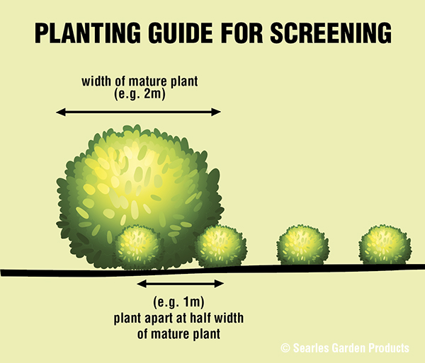 Planting guide for planting screening plants