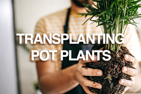 Pot plant transplanting - Reduce transplant shock