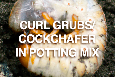 Curl grubs/cockchafer in potting mix solution treatment