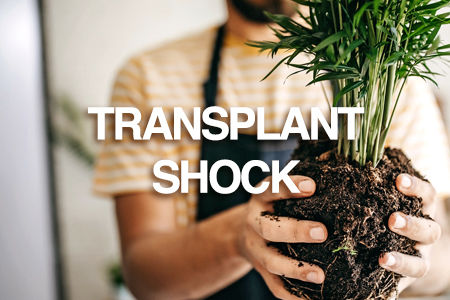 Transplanting pot plants - Reduce transplant shock