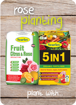 Searles Garden Products - Planting and growing roses