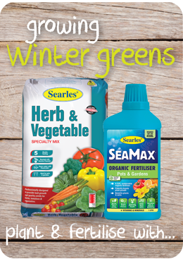 Growing and planting Winter green vegetables