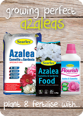 Searles Garden Products - Soil mix fertiliser plant food for growing azalea