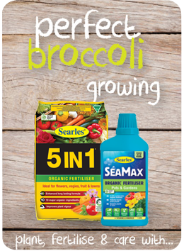 Searles Garden Products - Soil mix fertiliser plant food for growing broccoli